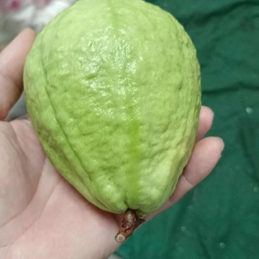 蒙自市云南蒙自番石榴