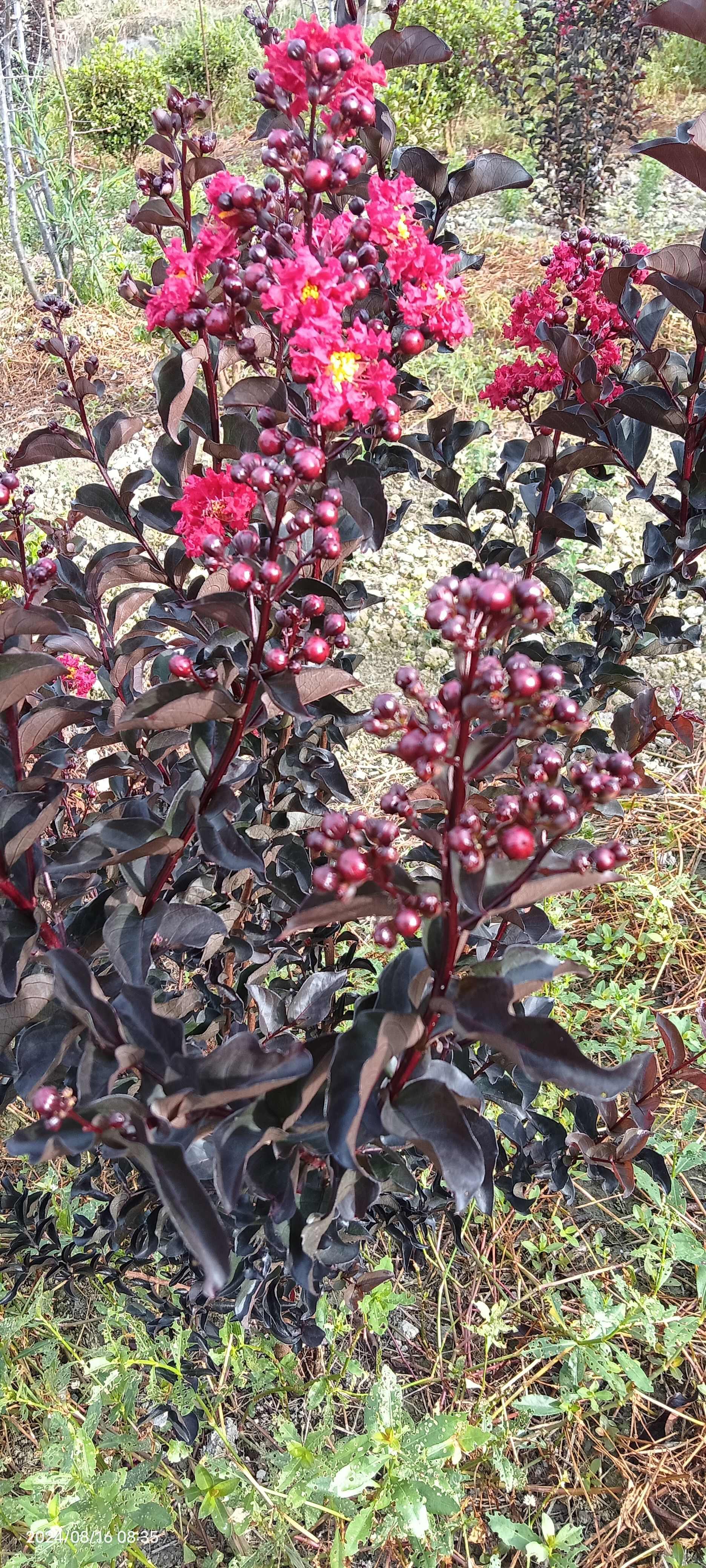 紫叶（红叶，彩叶）红花紫薇，百日红，痒痒树，实物如图小苗