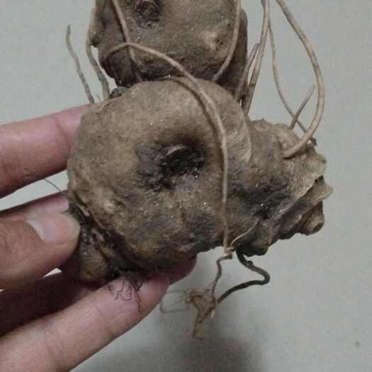 丹江口市黄精