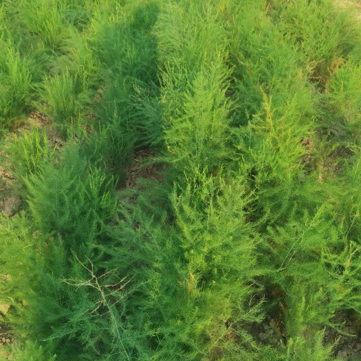 曹县芦笋苗