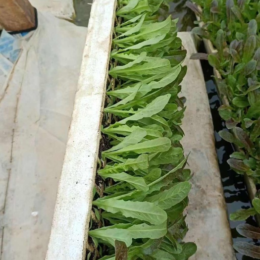 优质紫尖叶莴笋苗，三青莴笋苗，基地直发，现拨现发