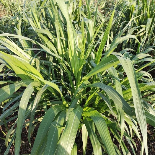 重庆市青储草料