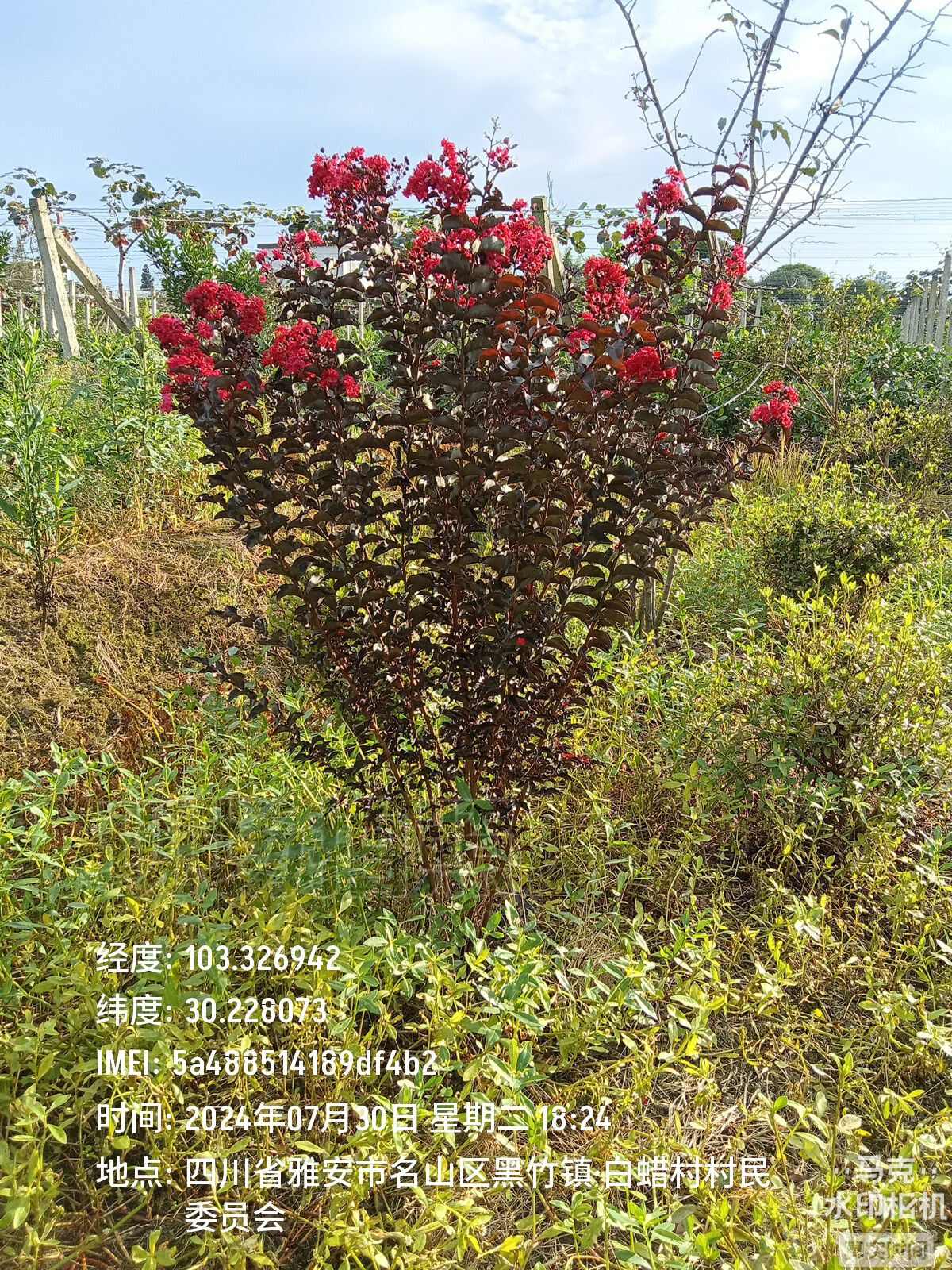 紫叶（红叶，彩叶）红花紫薇，百日红，痒痒树，实物如图小苗