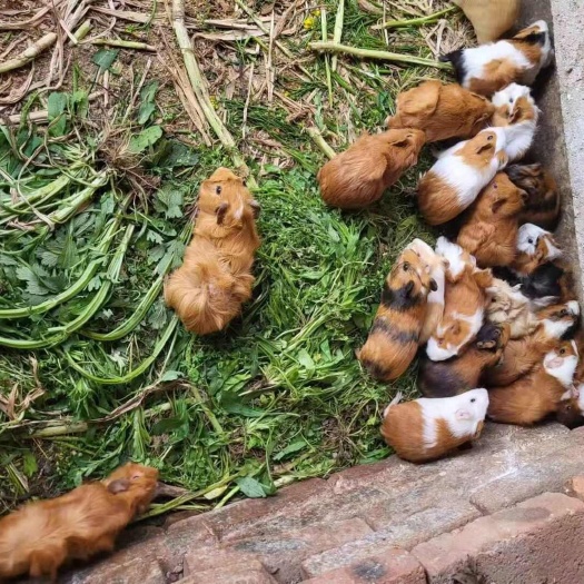 潍坊荷兰猪批发