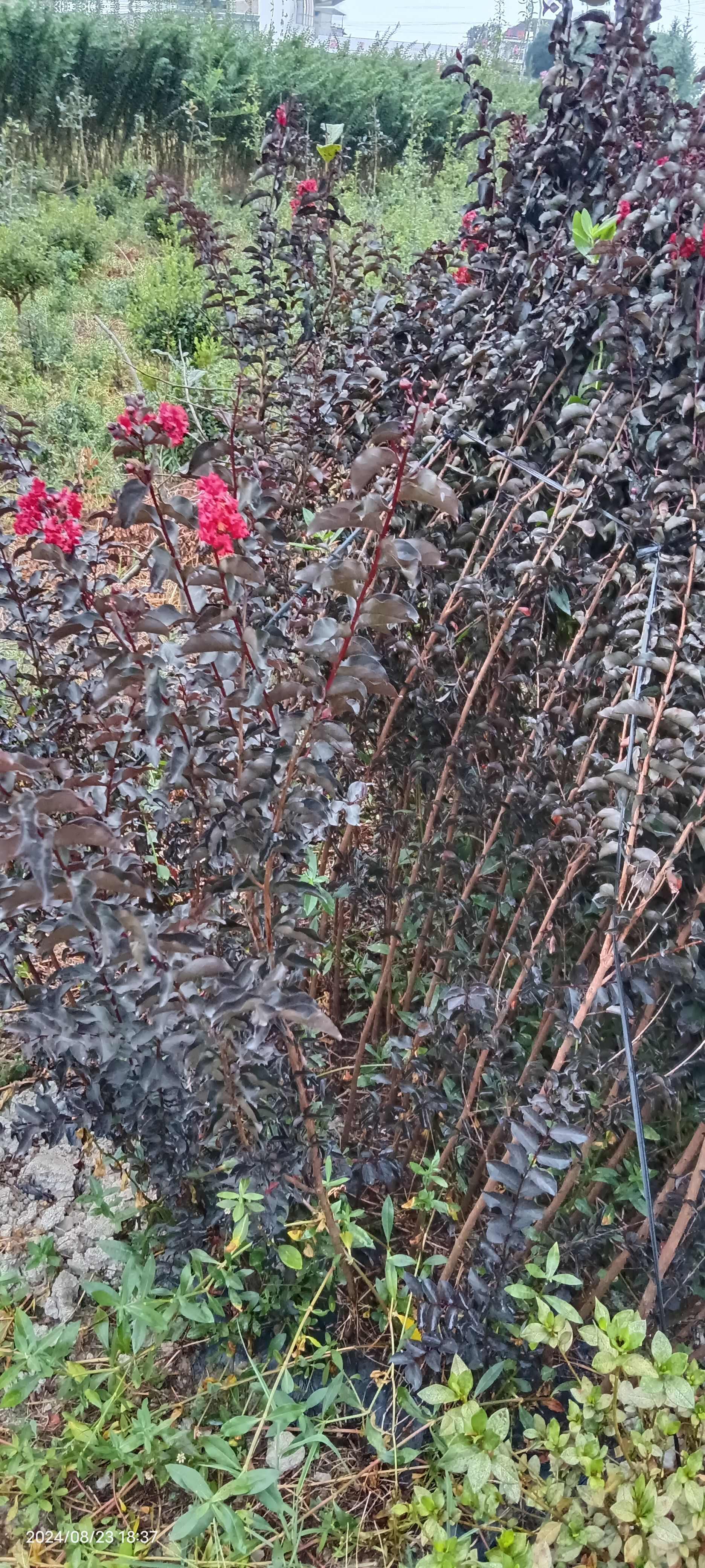 紫叶（红叶，彩叶）红花紫薇，百日红，痒痒树，实物如图小苗