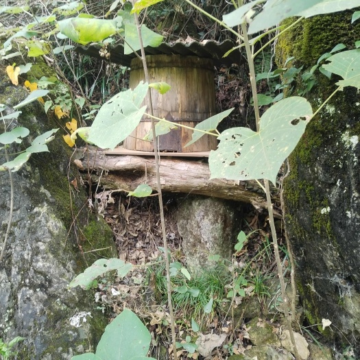 永顺县一年只取一次的深山土蜂蜜