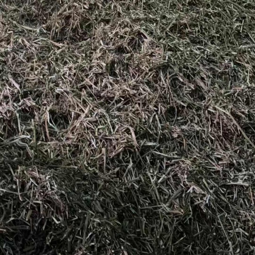 贵港鬼针草
