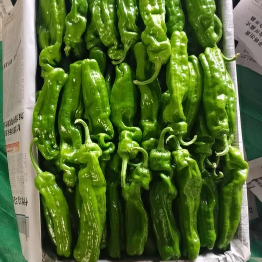 费县各种辣椒量大需要联系