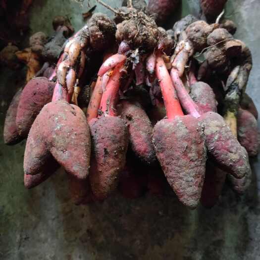 广南县回春草，鲜货，