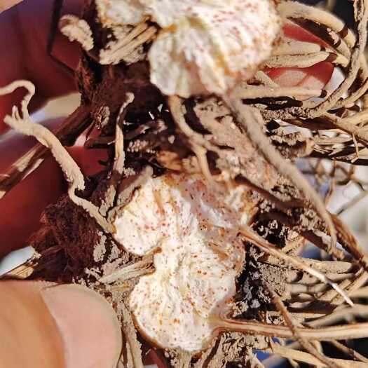 蓝田县朱砂点北苍术苗大量供应，优质品种保证！价格优惠