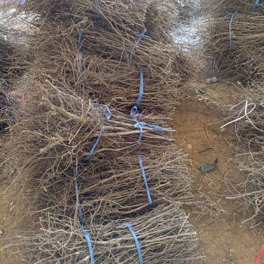 赞皇县免嫁接两年以上药用酸枣苗，当年栽种当年挂果，现起现发。