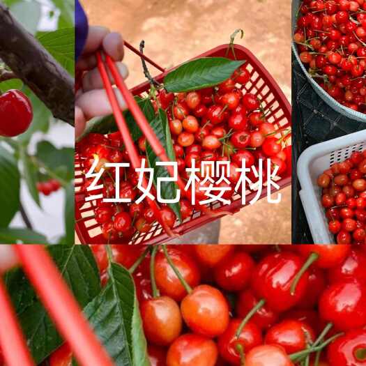 玉环市红妃樱桃苗，短柄大樱桃苗，黑珍珠樱桃苗，结果大苗