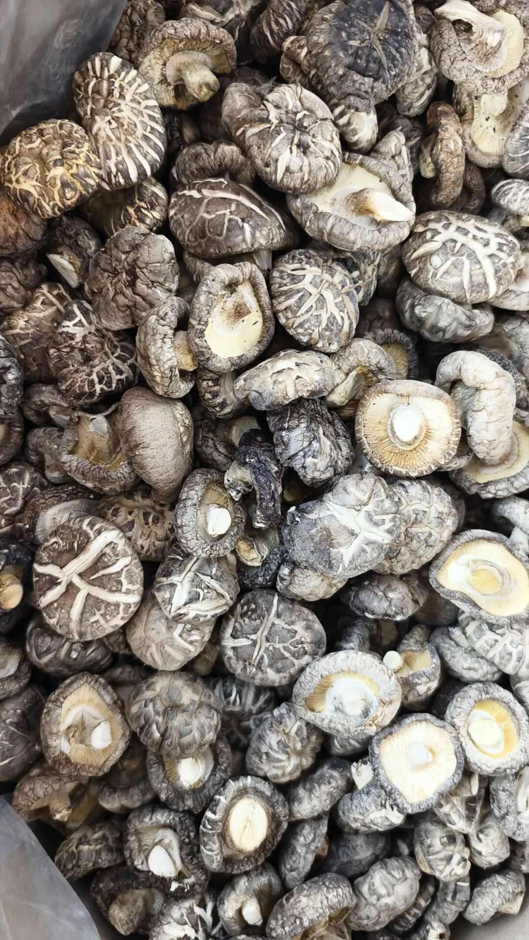 精品花菇大货批发