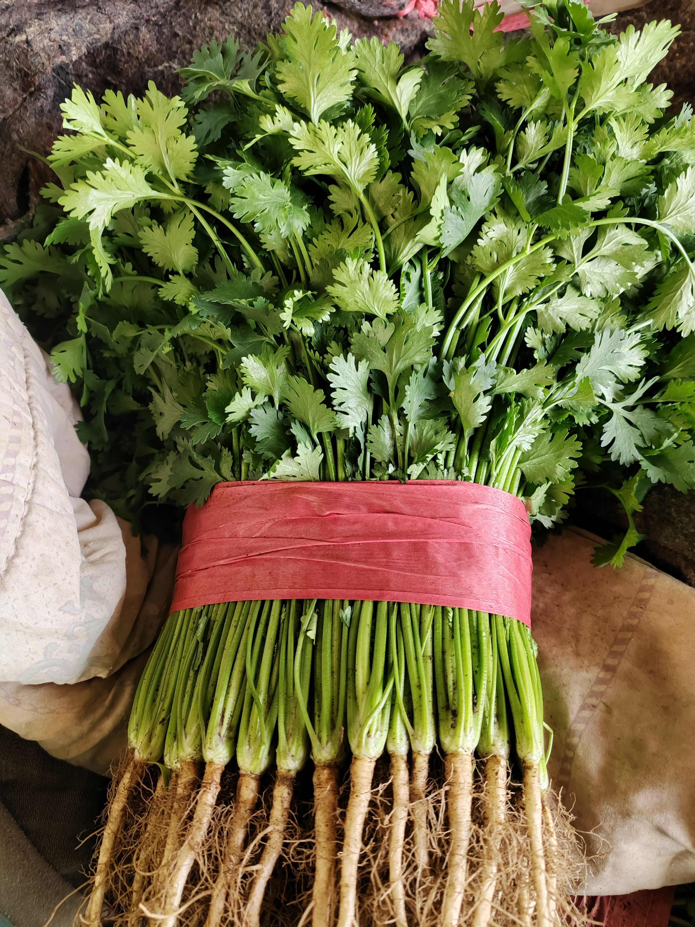 山东省泰安市新泰市新鲜采摘香菜 500g起批 欢迎选购