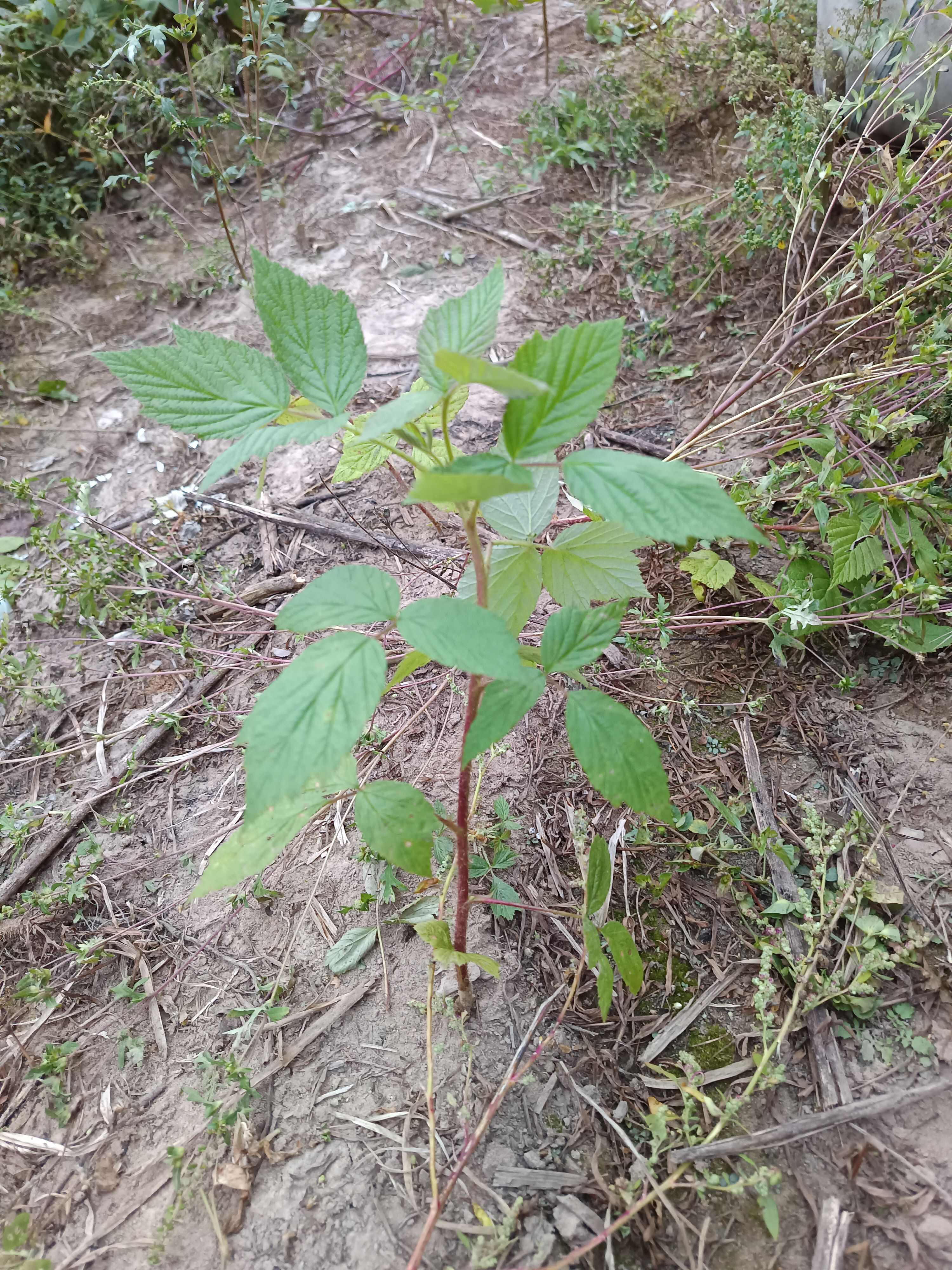 大量双季红树莓苗出售  现挖现卖 现货销售 亩产五千斤