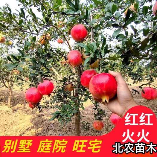 平邑县软籽石榴树苗突尼斯无籽甜石榴苗南北方种植耐寒当年结果树苗包邮