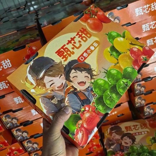 寿光市三色小番茄，口感小柿子，青田，千玺圣女果，迷恋小番茄，团购