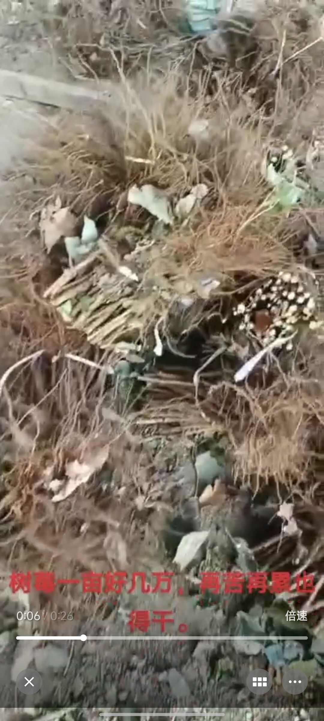 大量双季红树莓苗出售  现挖现卖 现货销售 亩产五千斤