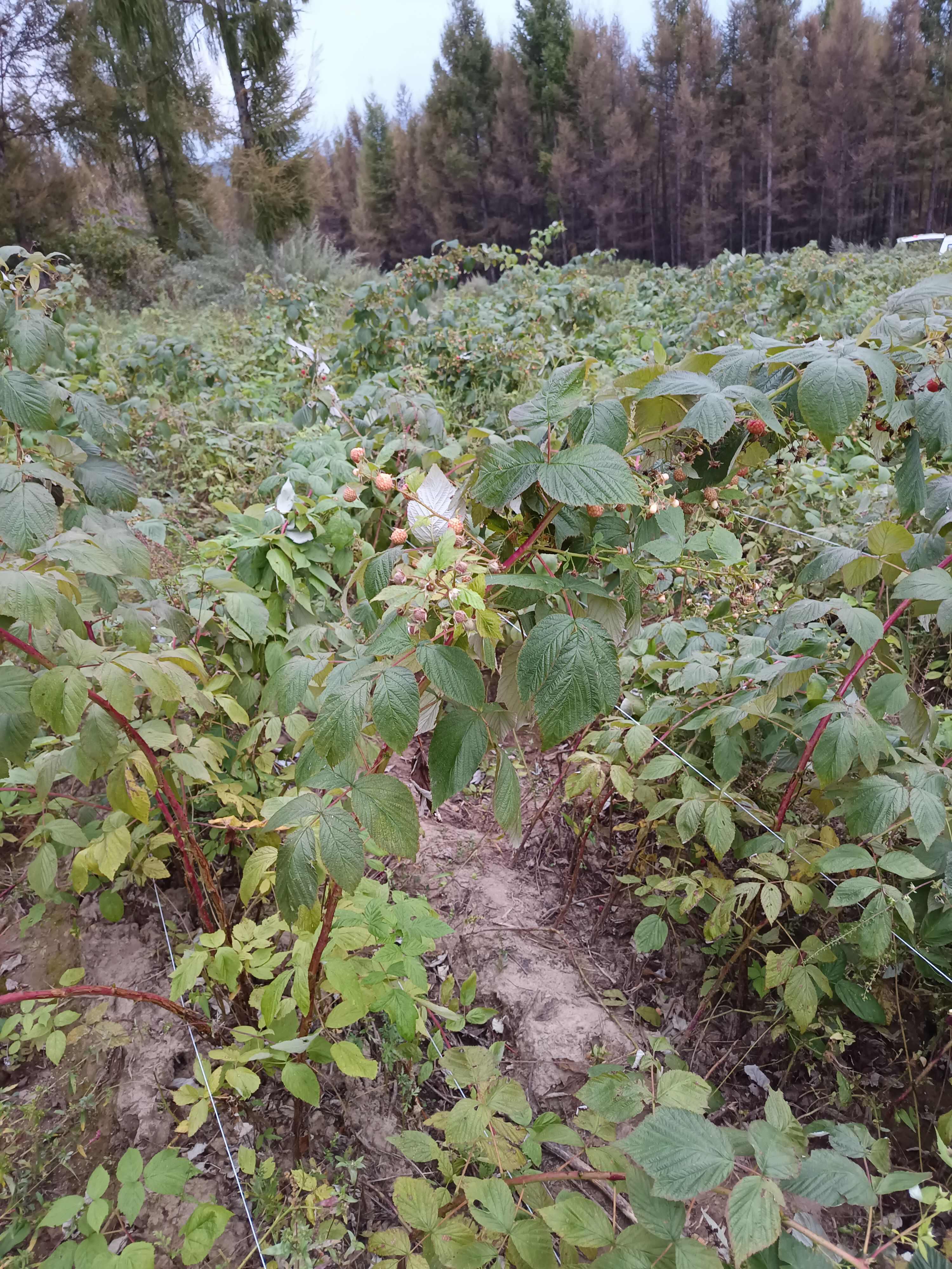 大量双季红树莓苗出售  现挖现卖 现货销售 亩产五千斤