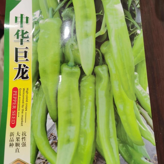辣椒椒种子  中华巨龙优美518 优美春喜/袋/1000粒