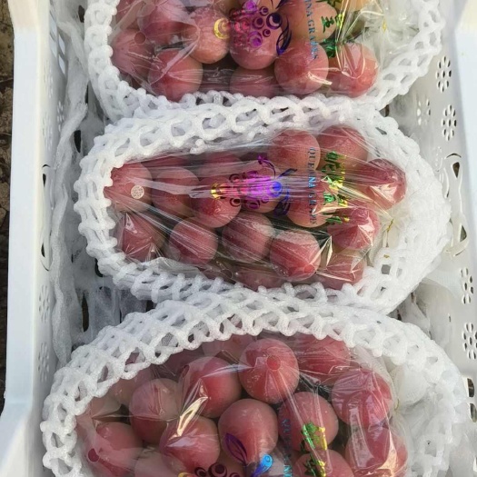 大荔县妮娜皇后