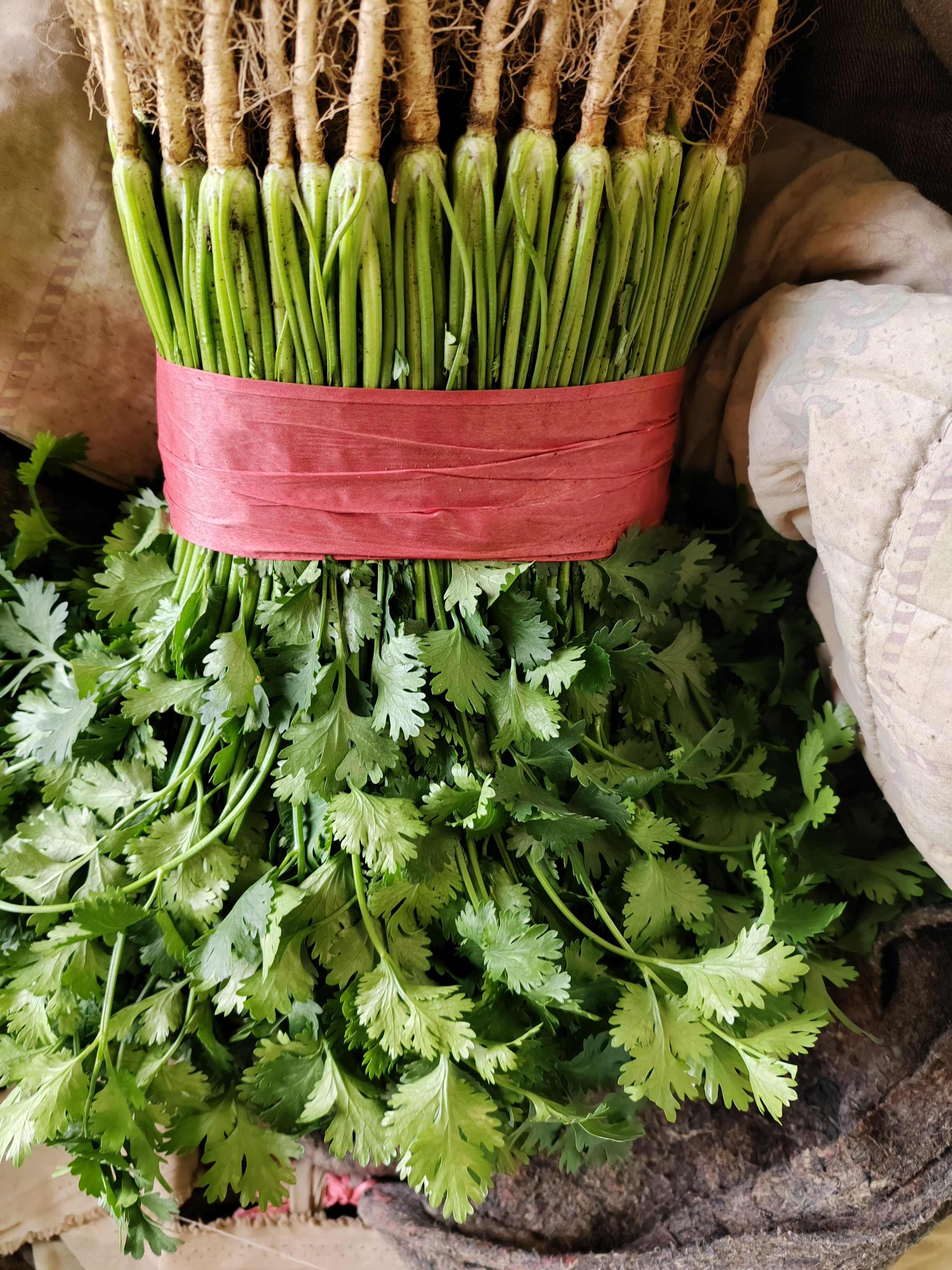 山东省泰安市新泰市新鲜采摘香菜 500g起批 欢迎选购