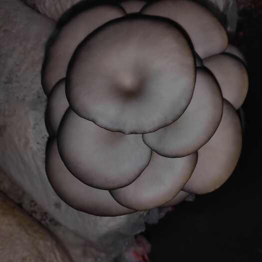 东平县纯干无水，绿色健康，爽脆多汁，味道清香