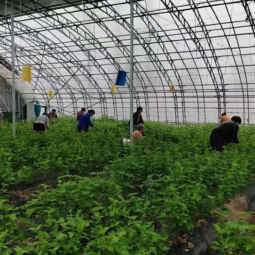 菏泽新鲜紫苏