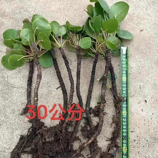 云南保山施甸优质镜面草20Cm—30Cm老桩水培土培盆景植物