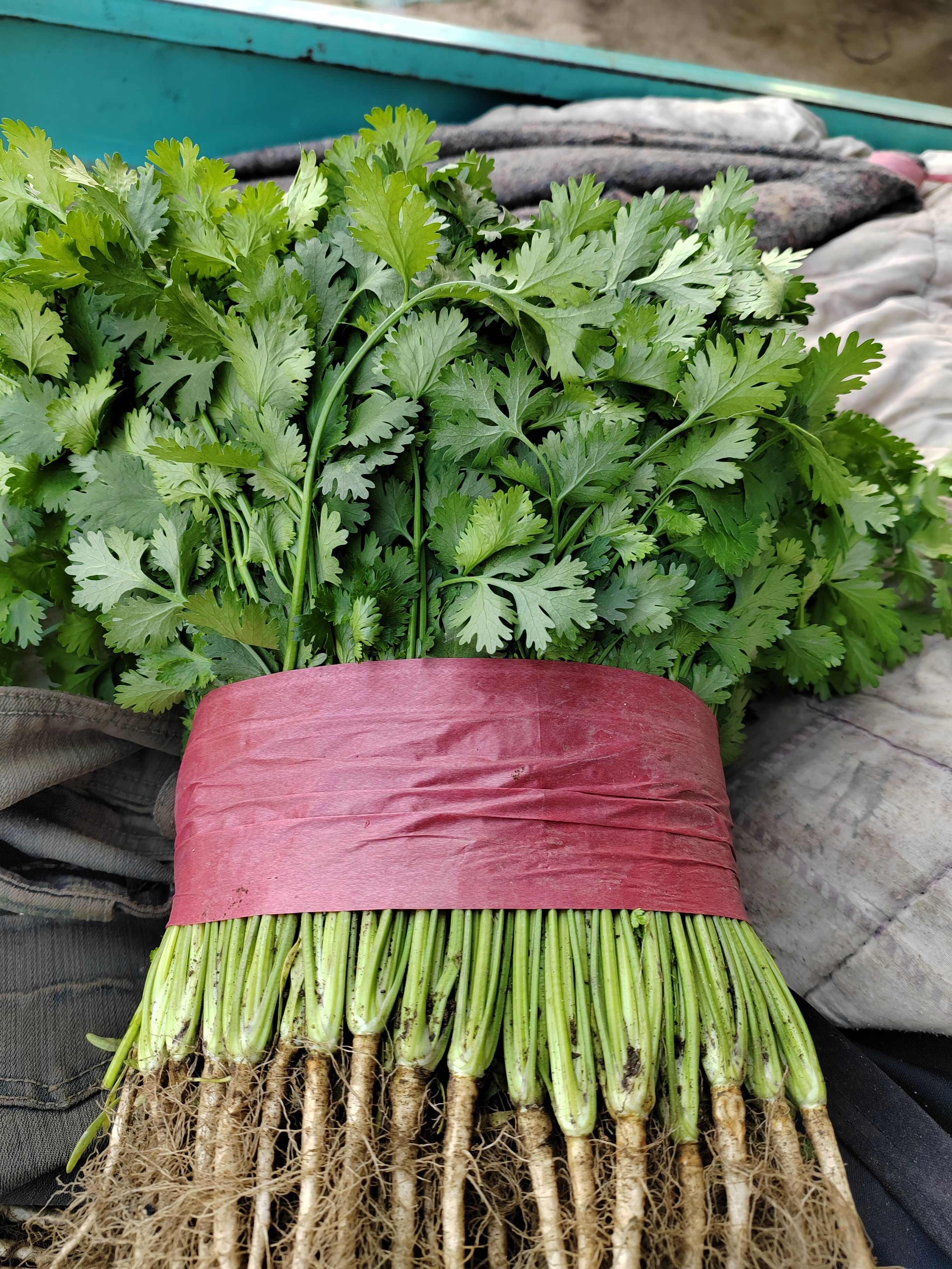 山东省泰安市新泰市新鲜采摘香菜 500g起批 欢迎选购