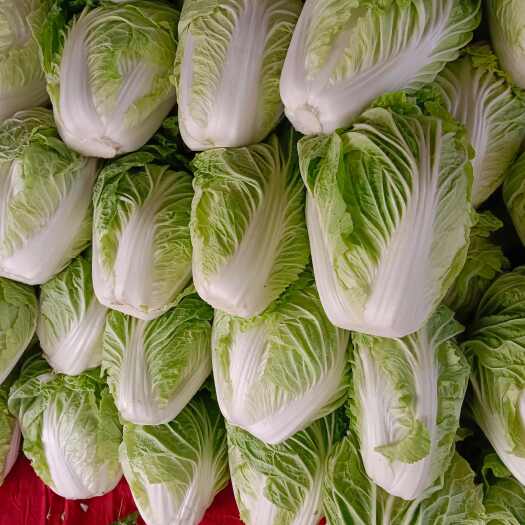 通许县河南开封白菜 新鲜直供 品质上乘 叶嫩味甜