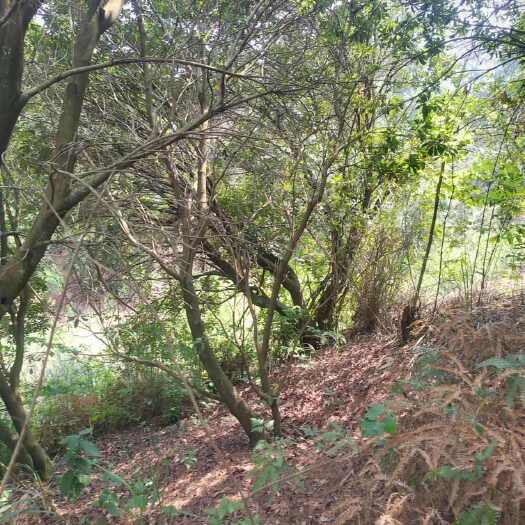 贵阳处理一批斜飘杨梅树，规格25-30，数量100株左右。