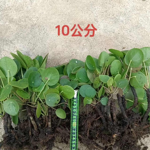云南保山施甸精选镜面草10cm—15cm老桩水培土培盆景植物