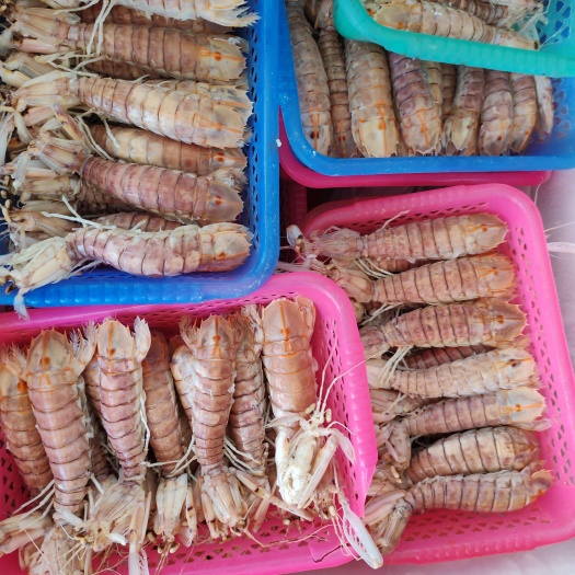 临高县“品味传统手艺，畅享海鲜盛宴。生鲜皮皮虾，捞出即煮，打冷出售