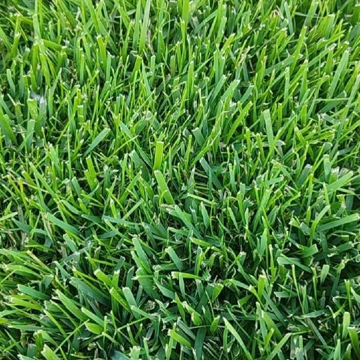 北京早熟禾草坪：高羊茅，早熟禾，四季青，混播草，果岭草，剪股颖