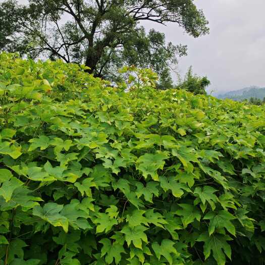 遂川县千年桐油桐苗，苗厂直供