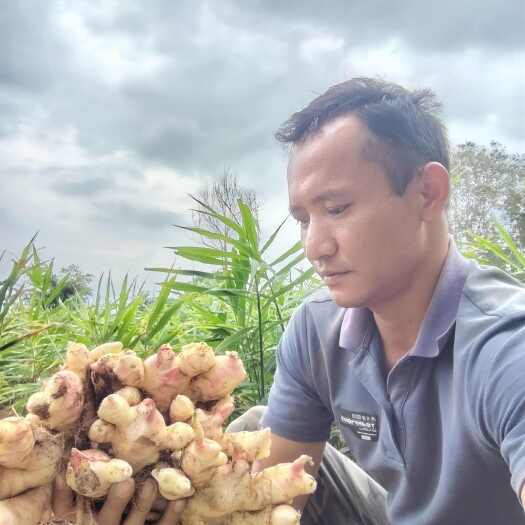 梁河县云南大白姜