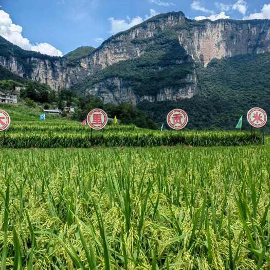 建始县景阳大里贡米厂家直销