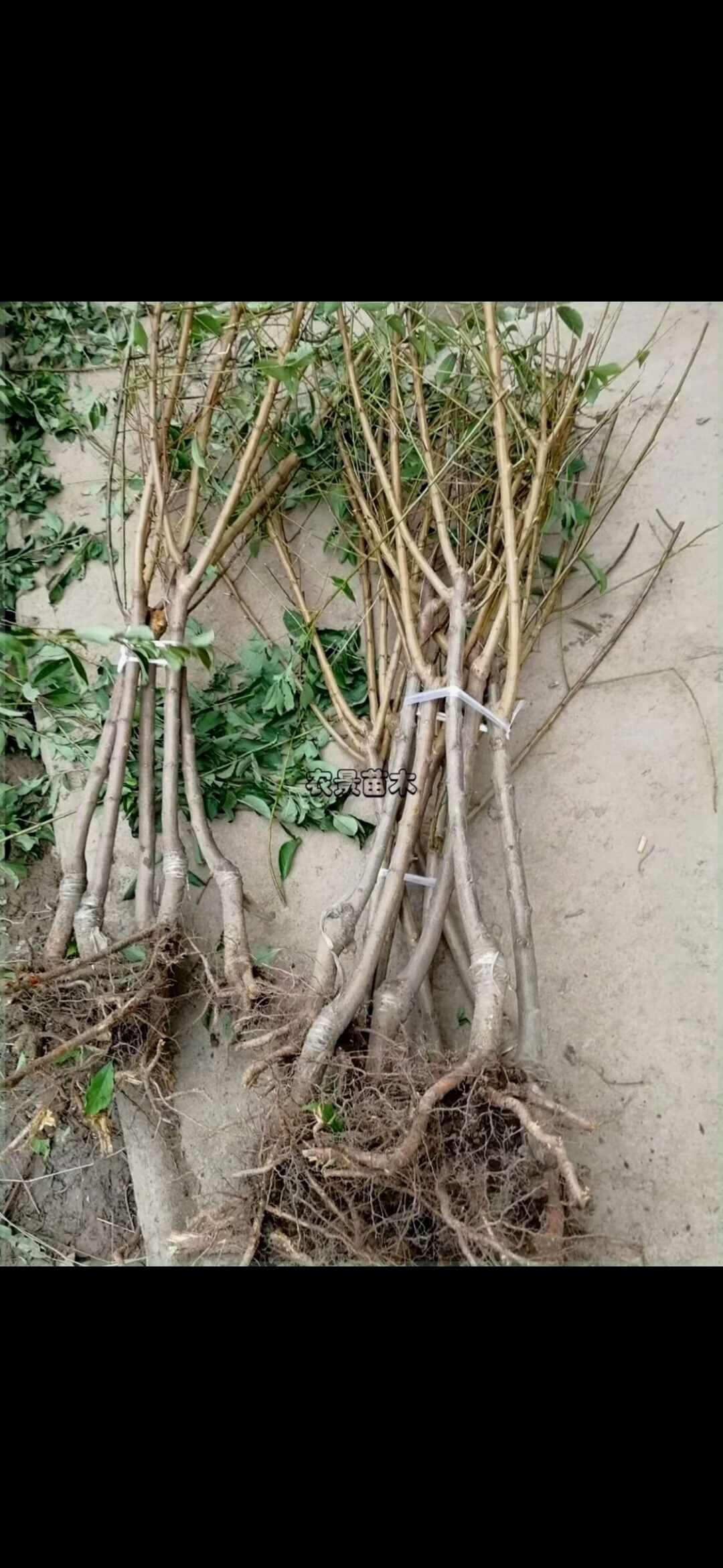 各种果树苗，嫁接苗，专属基地培育。