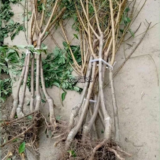 苍溪县各种果树苗，嫁接苗，专属基地培育。