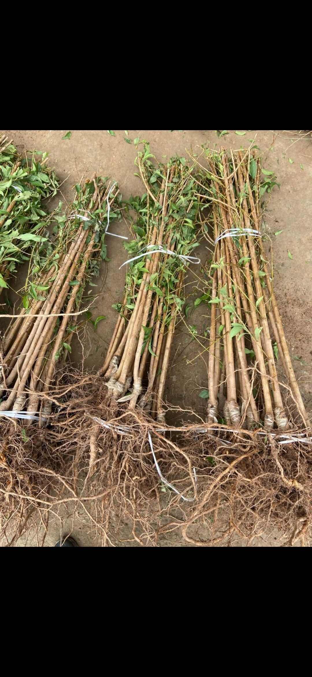 各种果树苗，嫁接苗，专属基地培育。