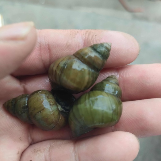 湖北薄壳螺蛳 石螺 淡水螺 规格齐全 货源充足 欢迎咨询