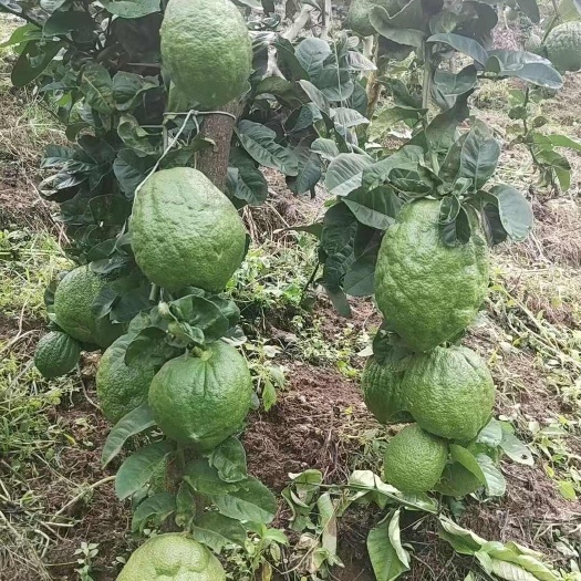 弥渡县云南香橼供货黄果、青果