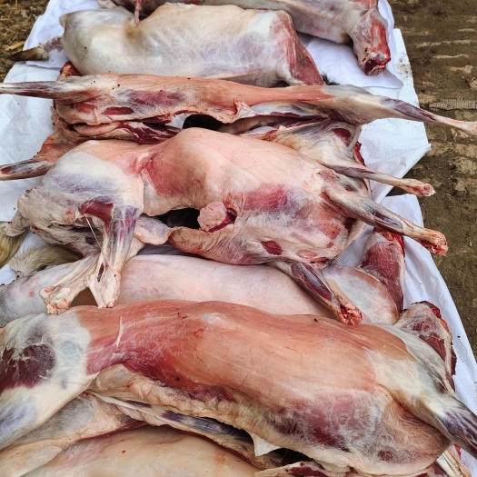 菏泽羊肉类  需要烧烤小羊白条的， 羊副产品全国冷链配送