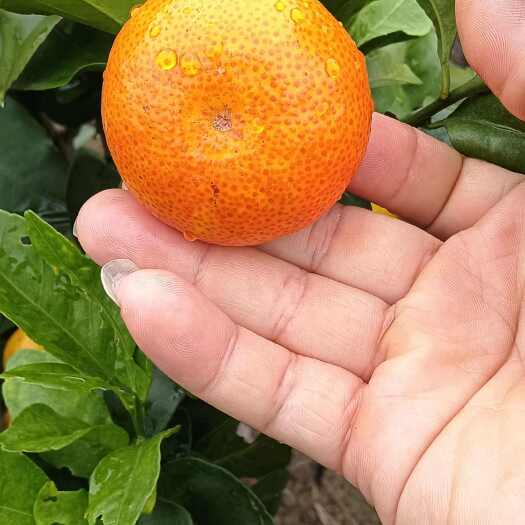 鹿寨县金秋沙糖桔