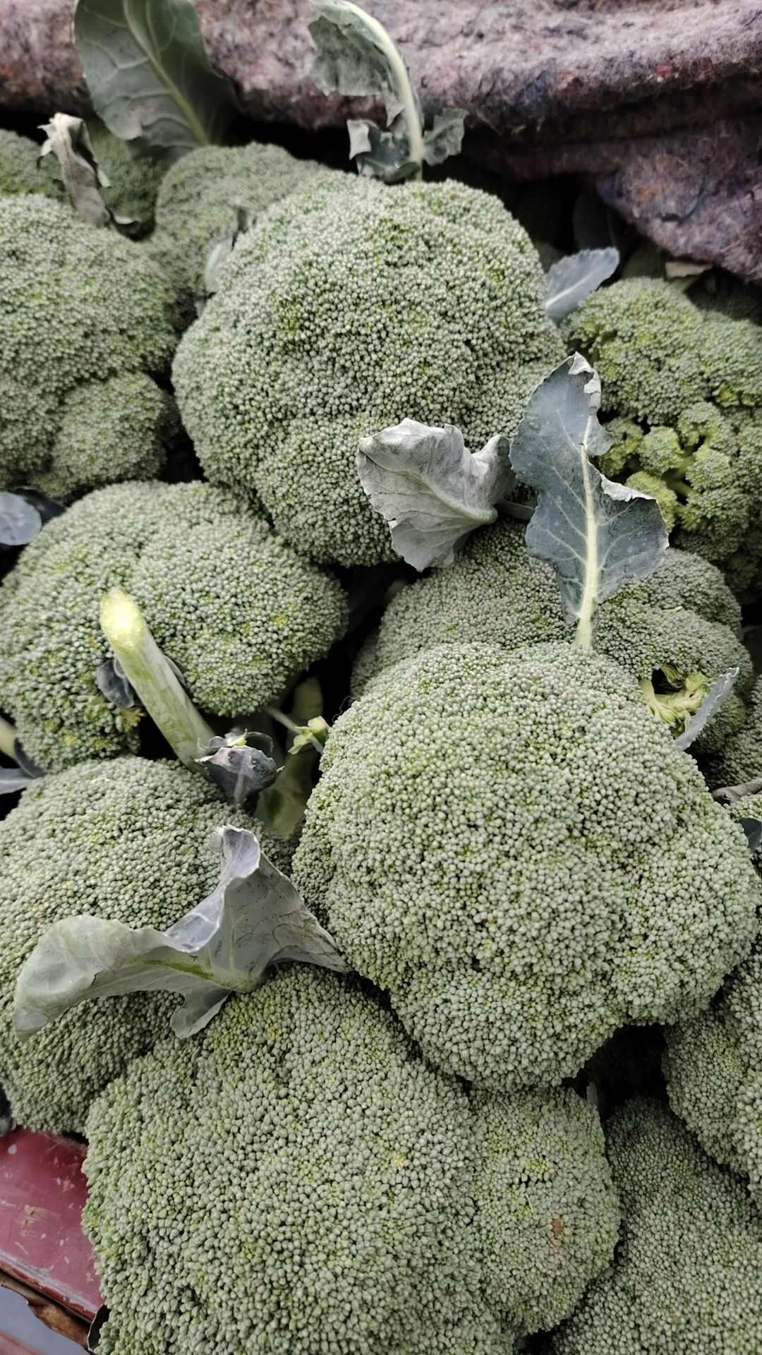 河南南阳市新野县西兰花