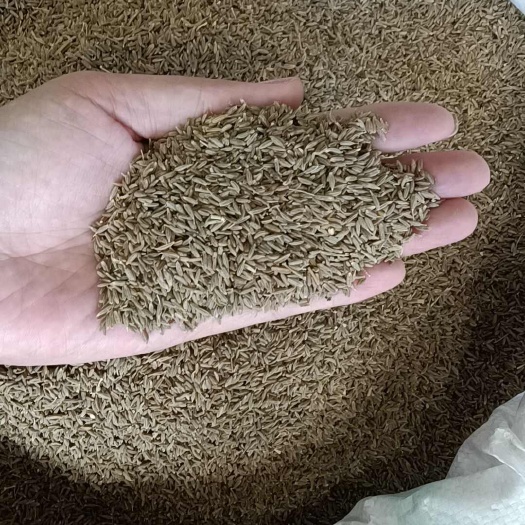 玉林新疆孜然