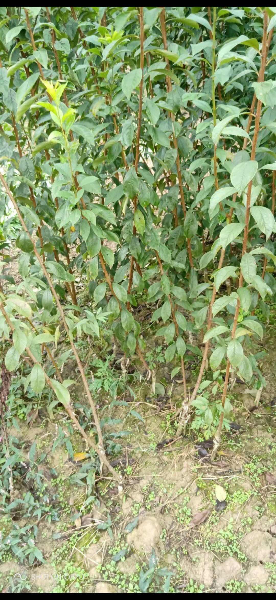 各种果树苗，嫁接苗，专属基地培育。