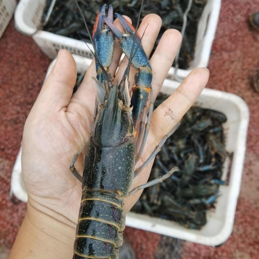澳洲蓝龙虾，基地直发！有采购需求的老板请联系！