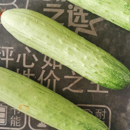 福建精品旱黄瓜，条形好，6.7 两瓜